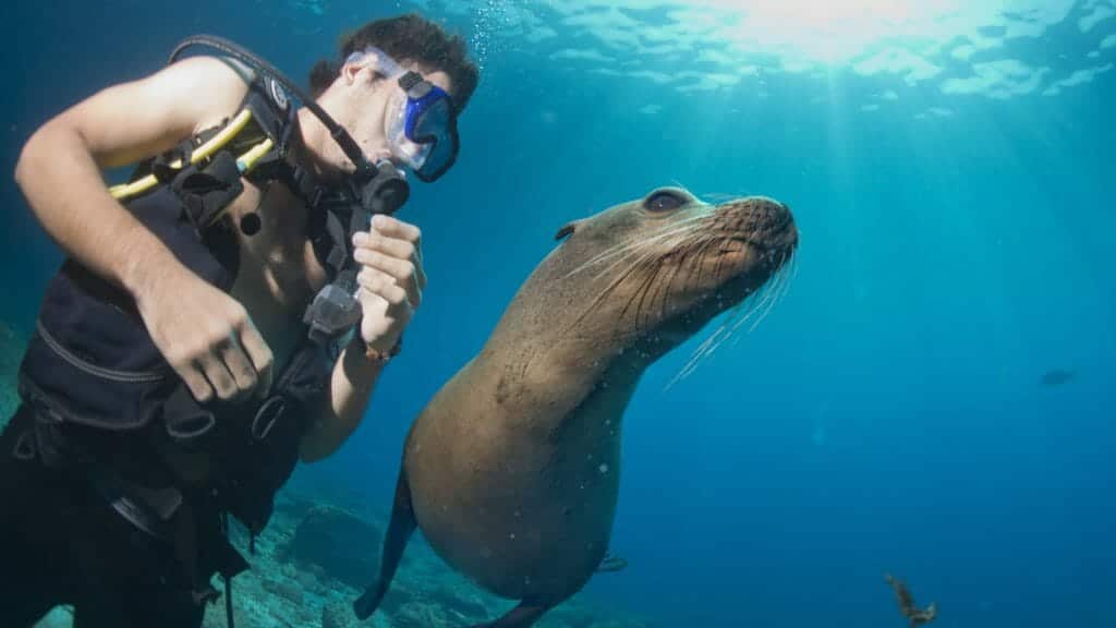 Puppy sea lion seal coming to have fun and play
