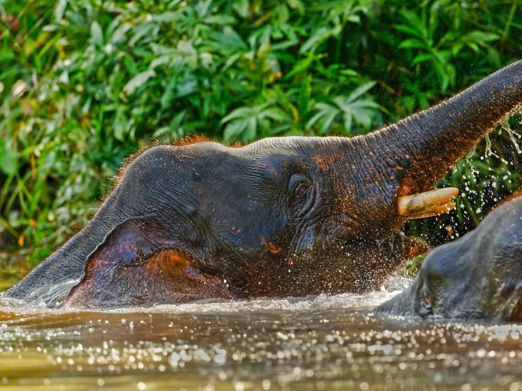 Pygmy Elephants, Kinabatangan River, Sabah, Malaysia