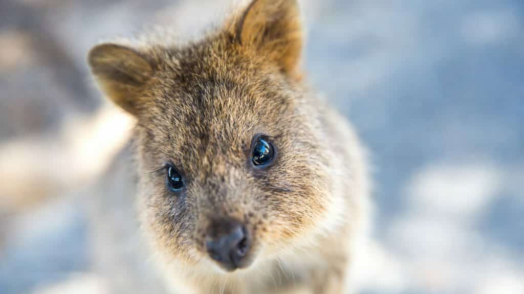 Quokka, Rottnest Island, Perth, Western Australia, Australia