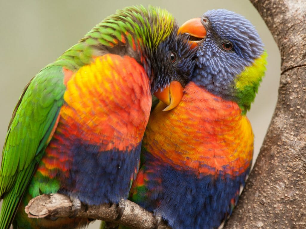 Rainbow Lorikeets, Australia