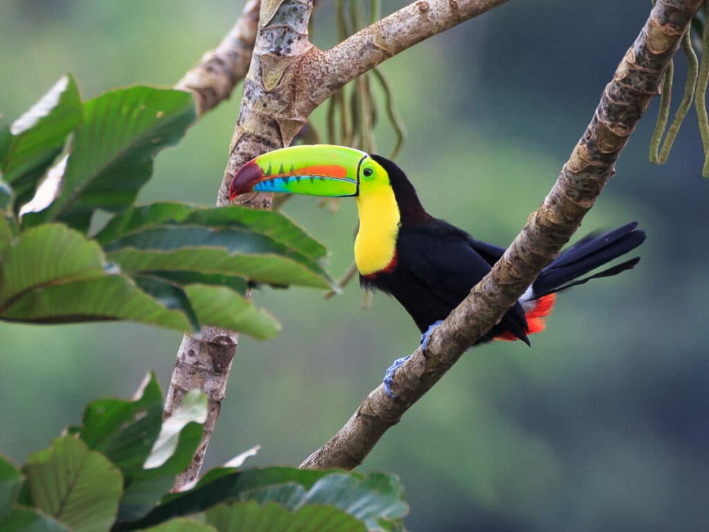 Rainbow Toucan