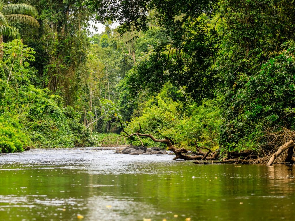 Rainforest, Suriname