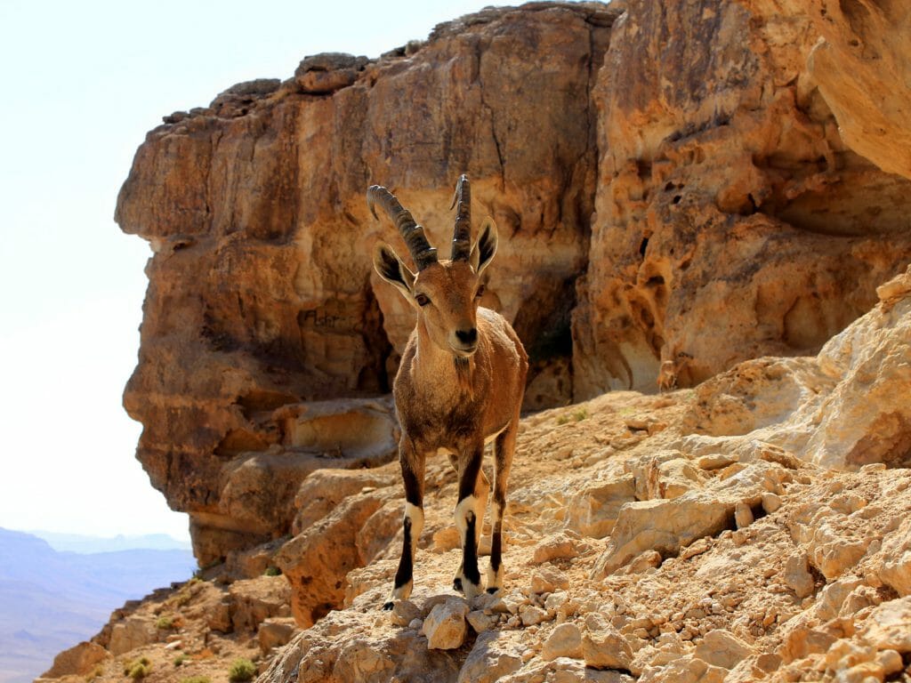 Ramon Crater, Negev desert