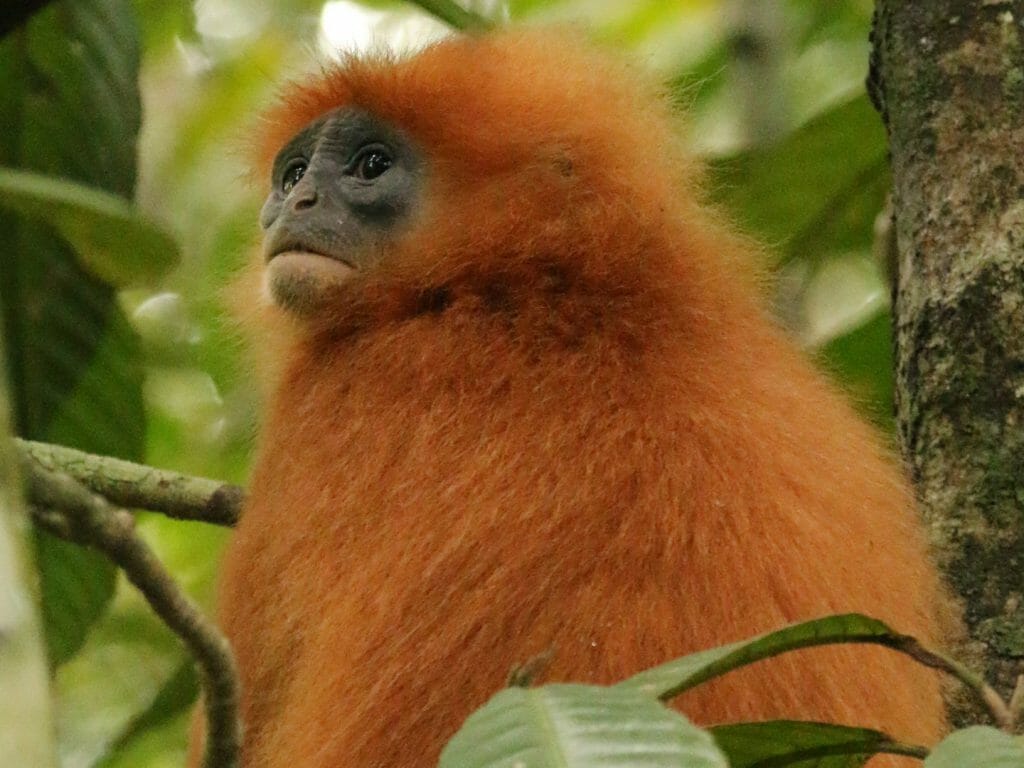 Red Leaf Monkey, Danum Valley, Malaysia