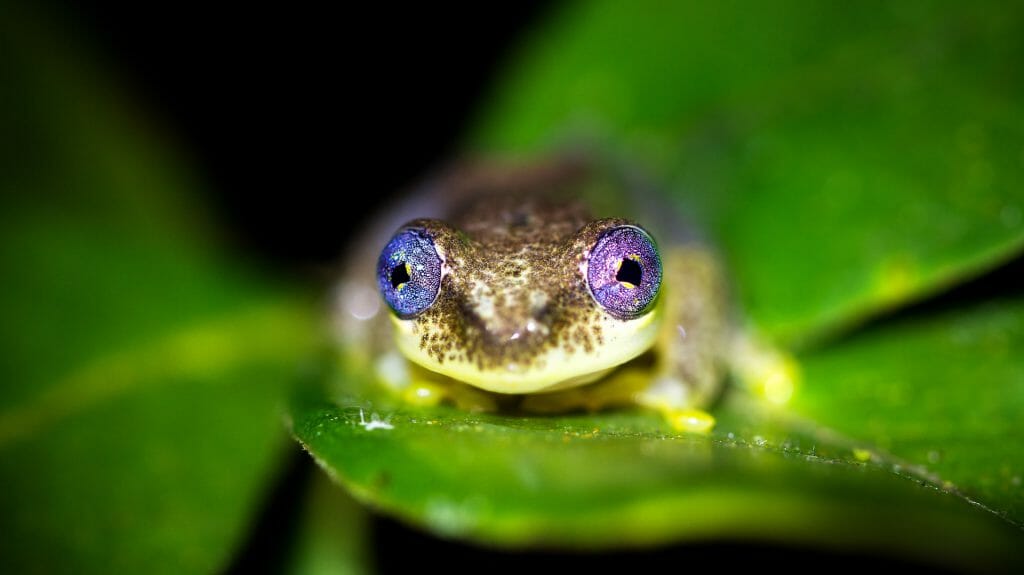 Reed frog, Andasibe Mantadia, Madagascar