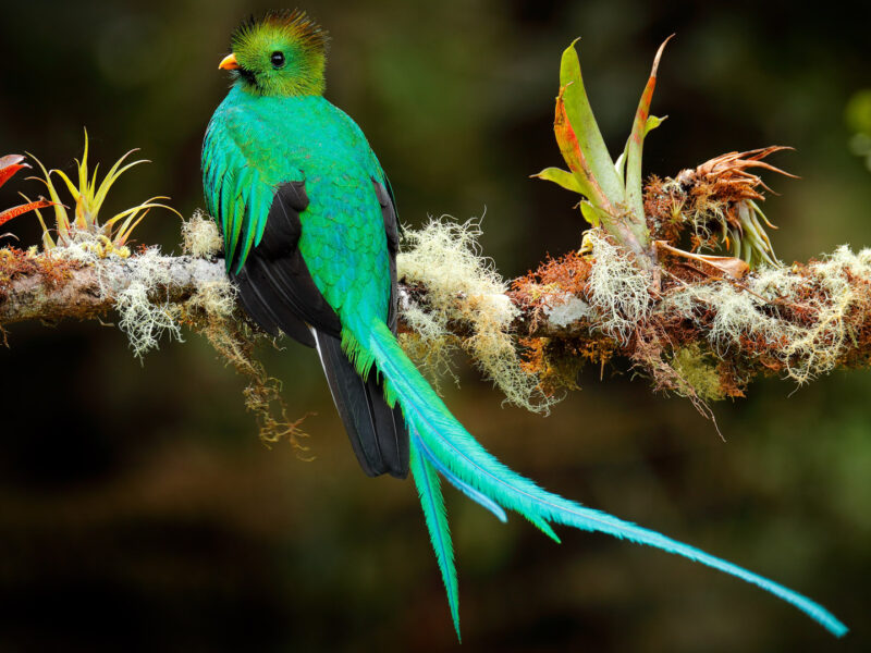 Resplendent Quetzal, from Savegre in Costa Rica