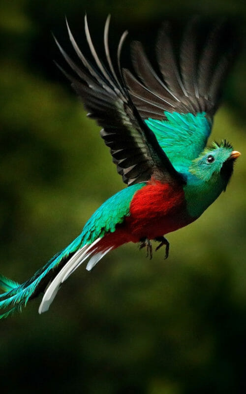 Resplendent Quetzal in flight