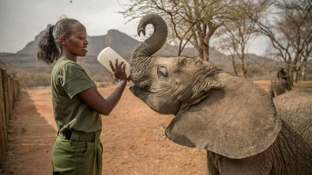Feeding baby elephant, Reteti Orphanage, Kenya