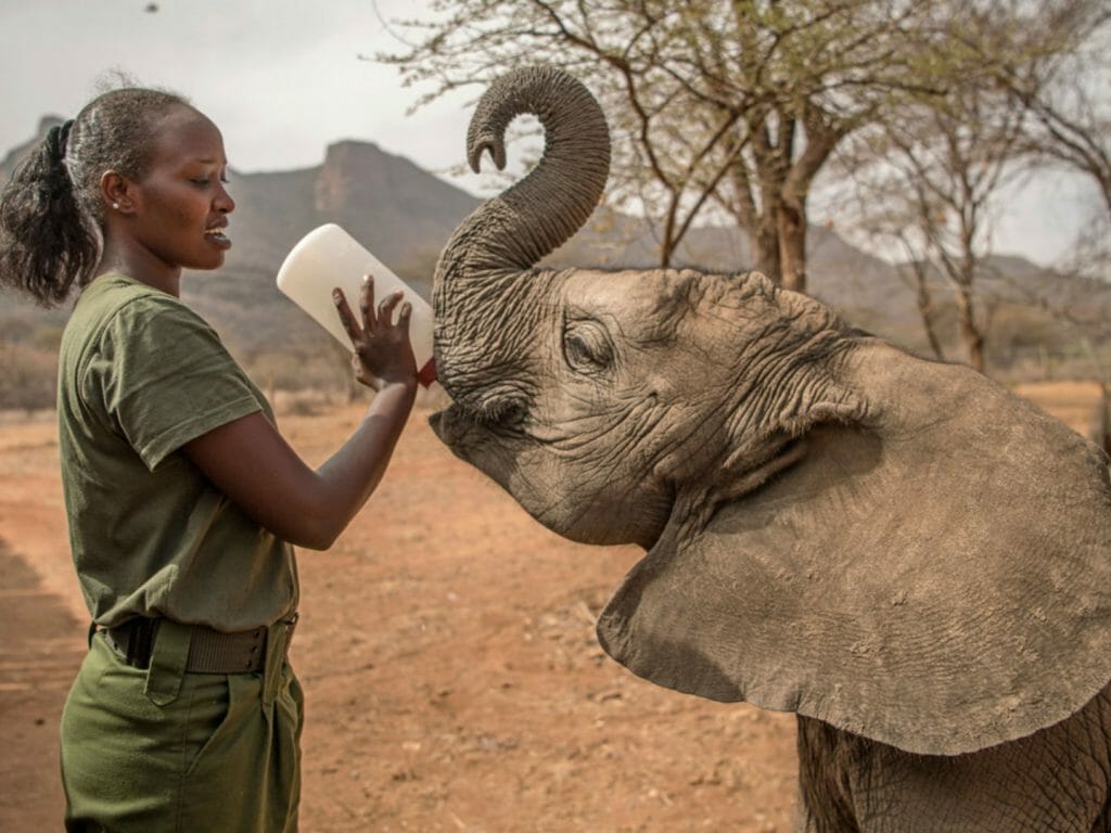 Feeding baby elephant, Reteti Orphanage, Kenya