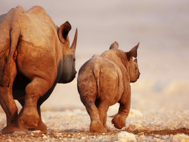 Rhino Family, South Africa