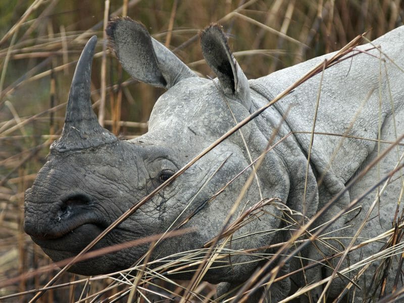 Rhinoceros, Kaziranga National Park, India