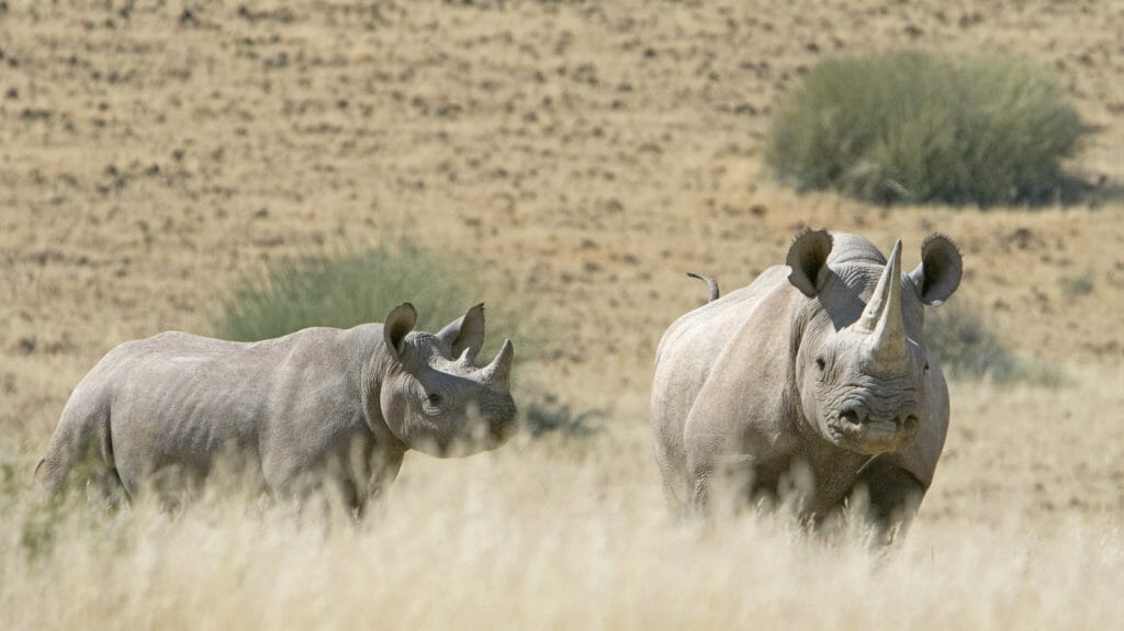 Rhinos in long grass, Palmwag Reserve, Namibia