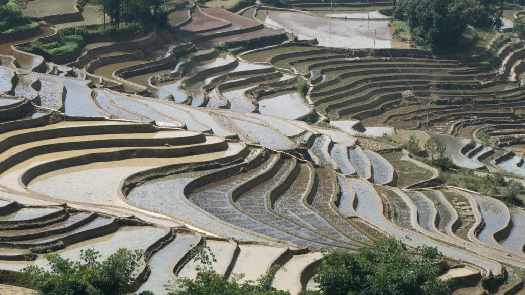 Rice Terraces, China
