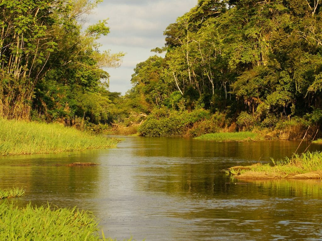 Rainforest, Amazon, Peru