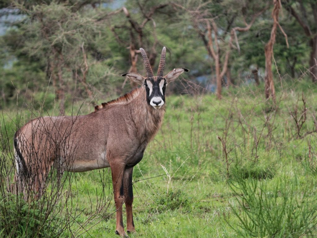 Roan Antelope, Akagera, Rwanda