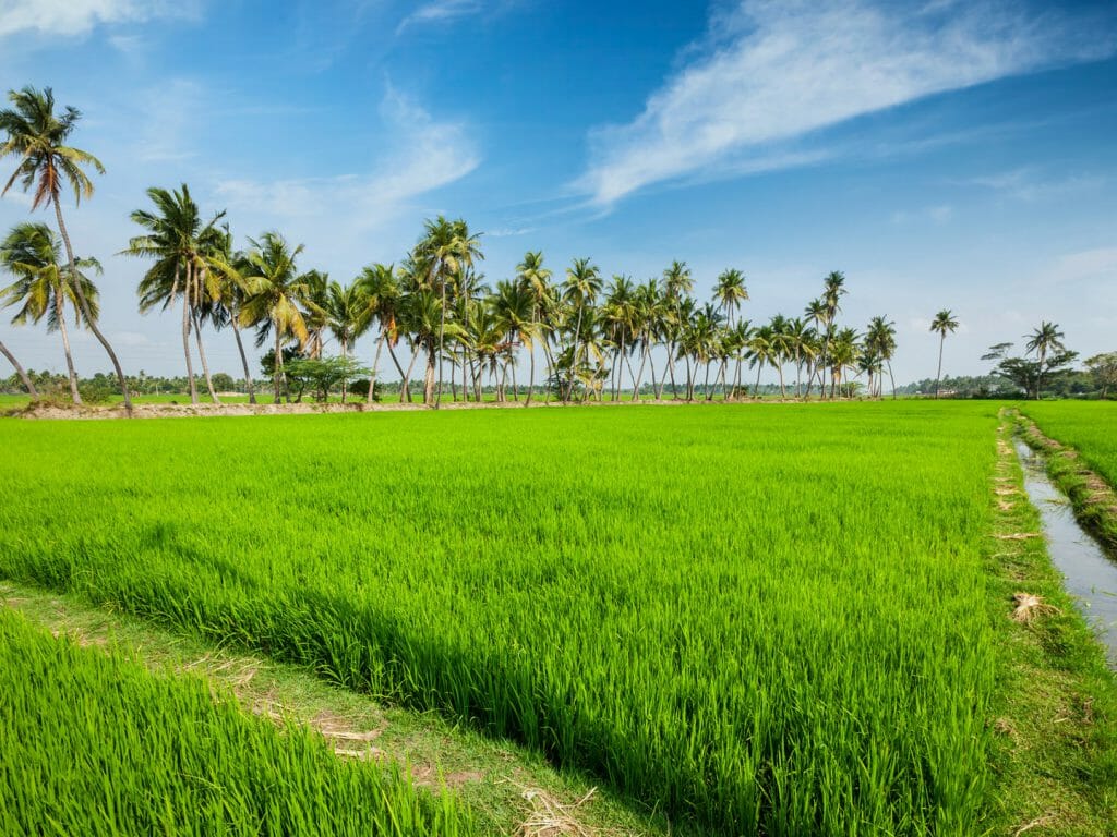 Rural Paddy Fields, Kerala, India