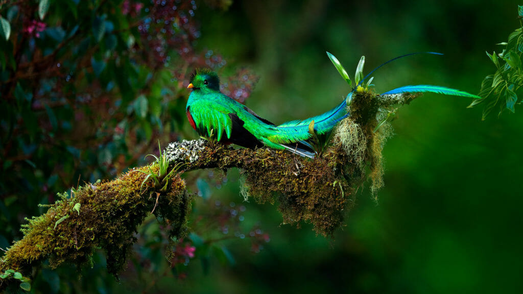Sacred green bird