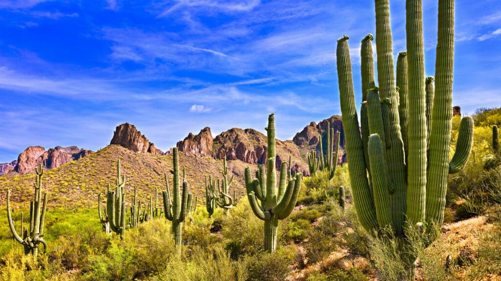 Saguaros cacti in the Arizona desert