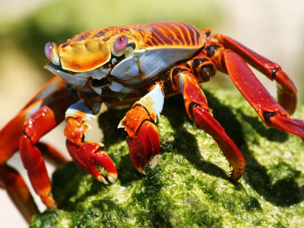 Sally lightfoot crab, Galapagos Islands