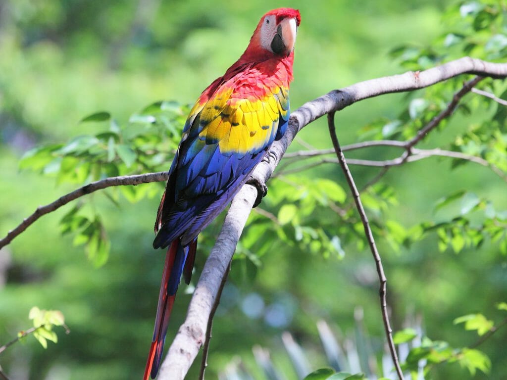 Scarlet Macaw, Amazon Rainforest