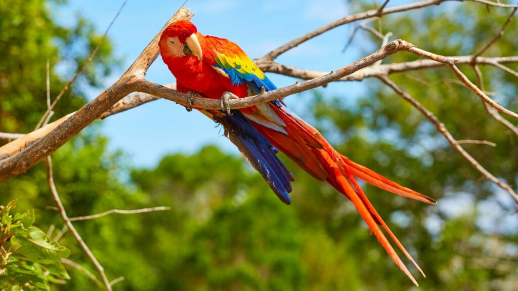 Scarlet Macaw, Dari�National Park, Panama
