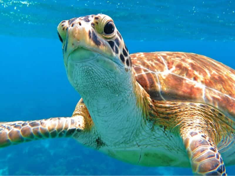 Close up of sea turtle looking directly at camera.