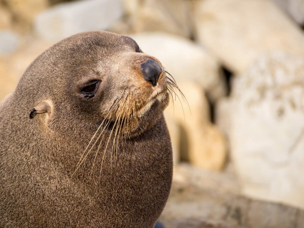 Seal, Doubtful Sound, New Zealand