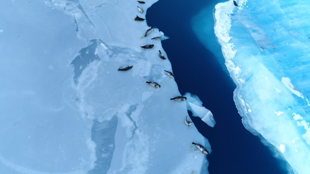 Seals on Ice Floe, Antarctica
