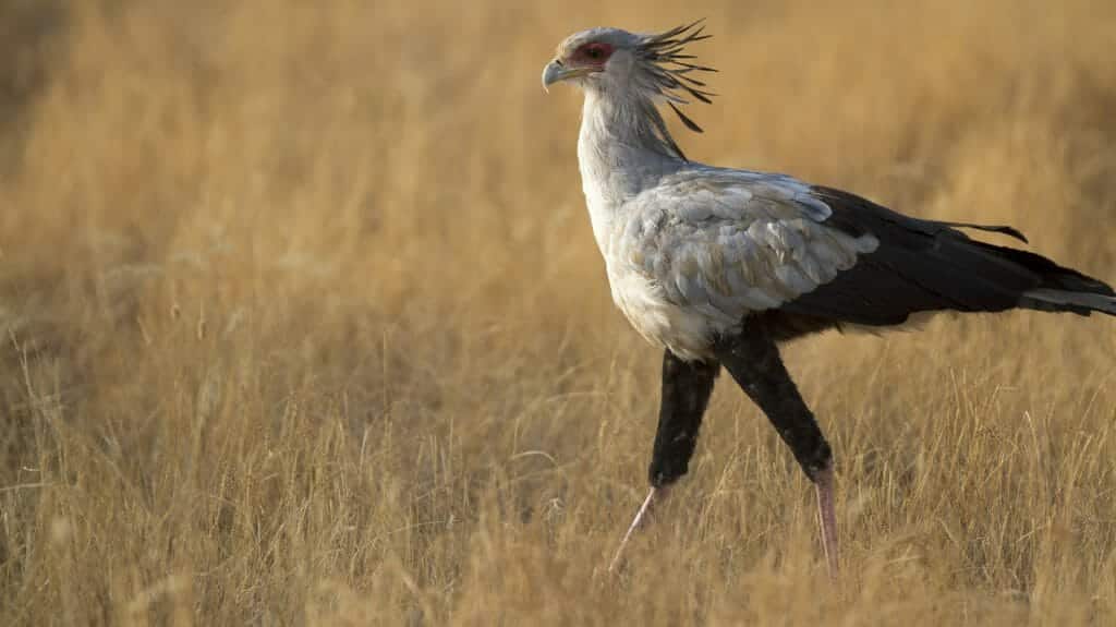 Secretary Bird, Zimbabwe