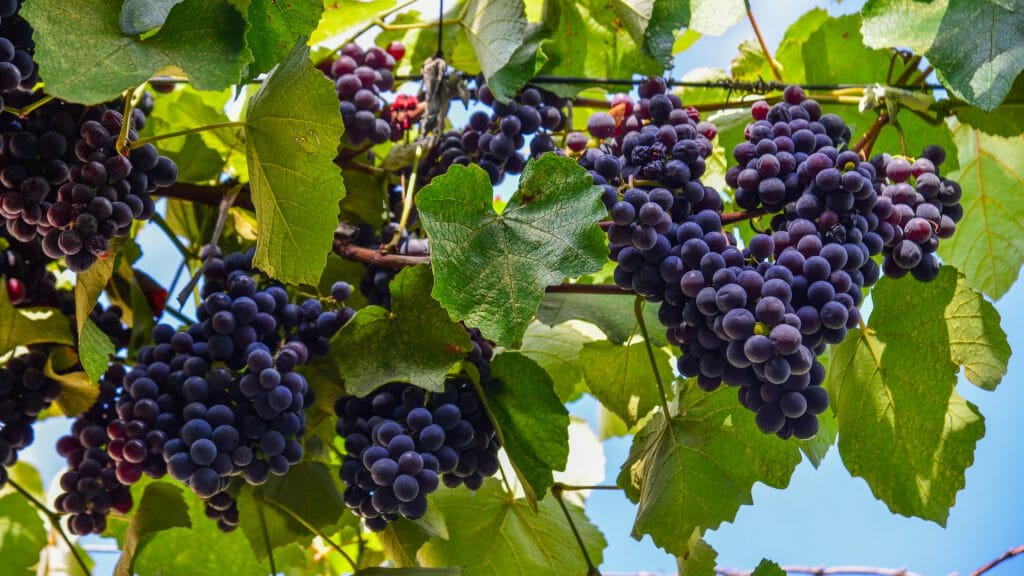Wine Growing, Georgia