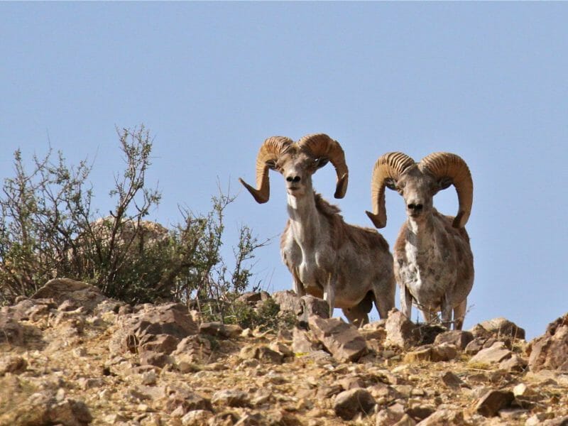 Two Siberian Ibex on the crest of a hillside in Ikh Nart in Mongolia.
