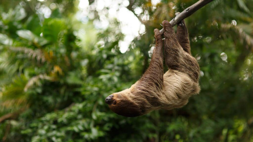 Sloth, Amazon