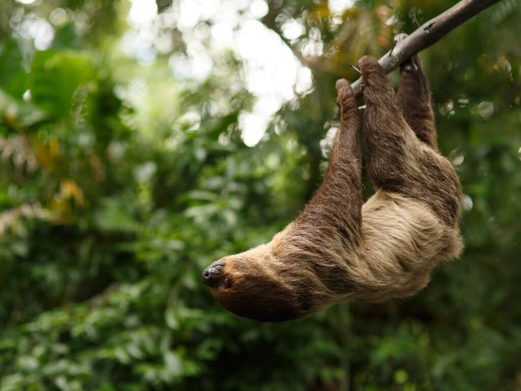 Sloth, Amazon