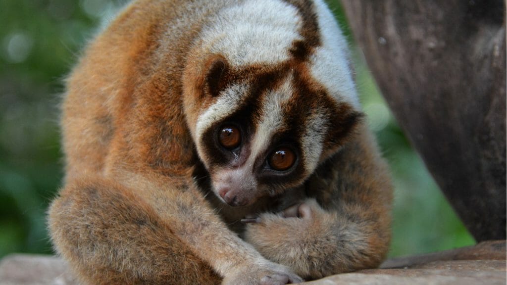 A slow loris curled up in a ball staring towards the camera.