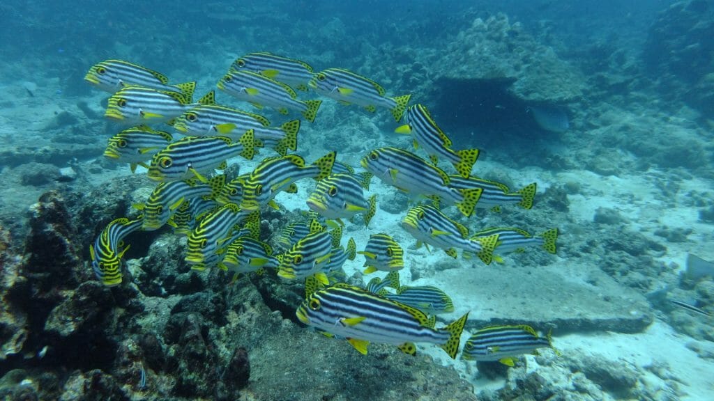 Diving, Andaman Islands, Iindia