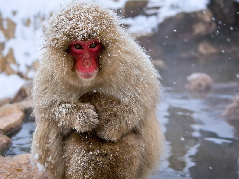 Snow monkey, Japan