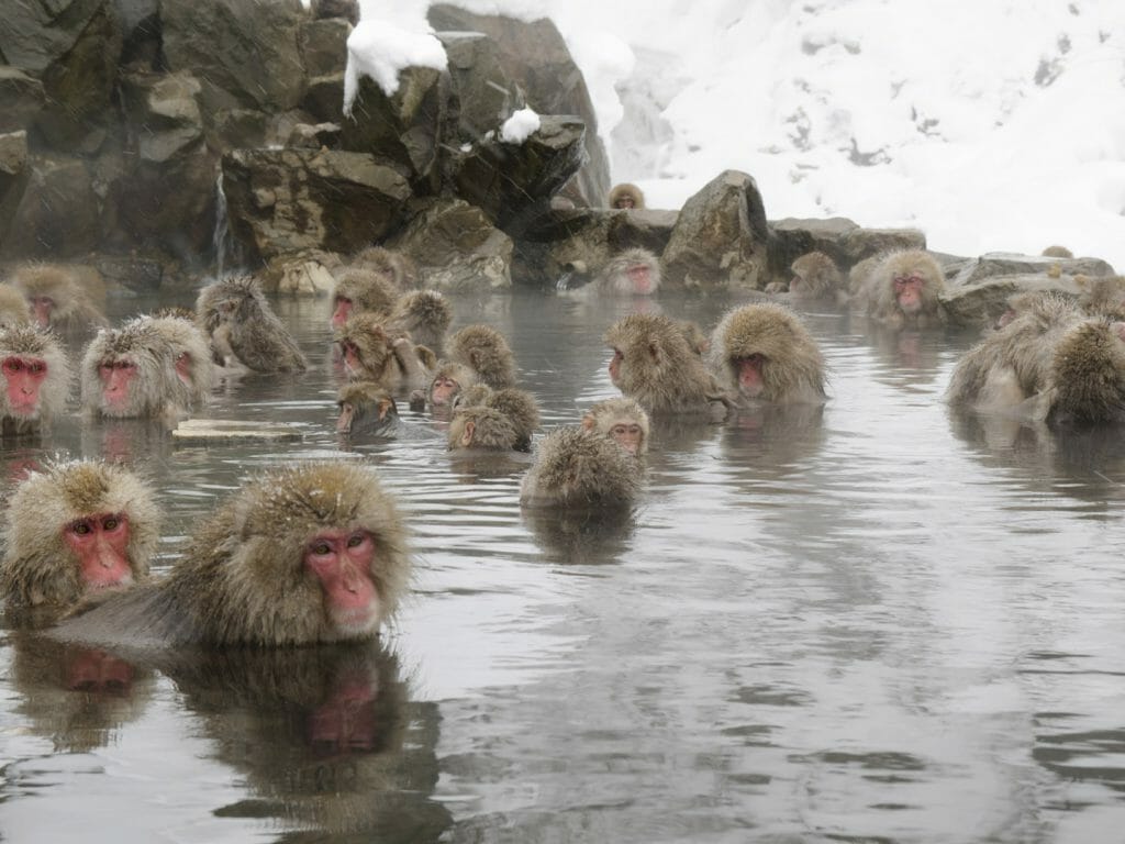 Snow Monkeys, Japanese Alps, Japan