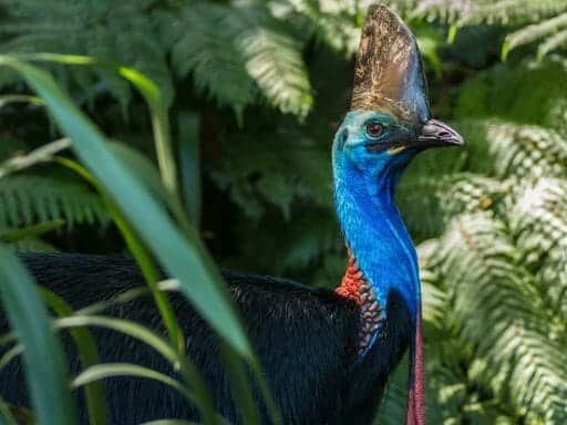 Southern Cassowary, Daintree National Park, Queensland, Australia