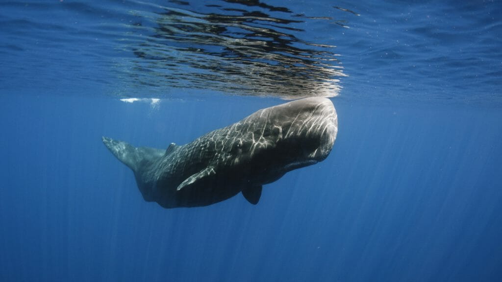 Sperm Whale, Trincomalee, Sri Lanka