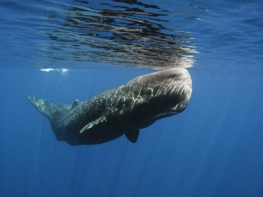 Sperm Whale, Trincomalee, Sri Lanka