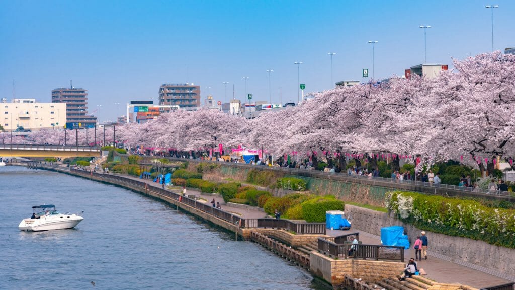 Cherry Blossoms, Sumida River