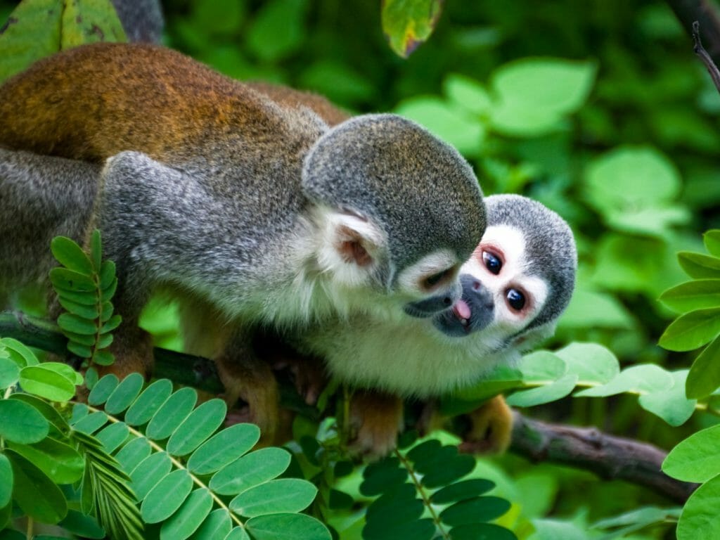Squirrel Monkey, Amazon
