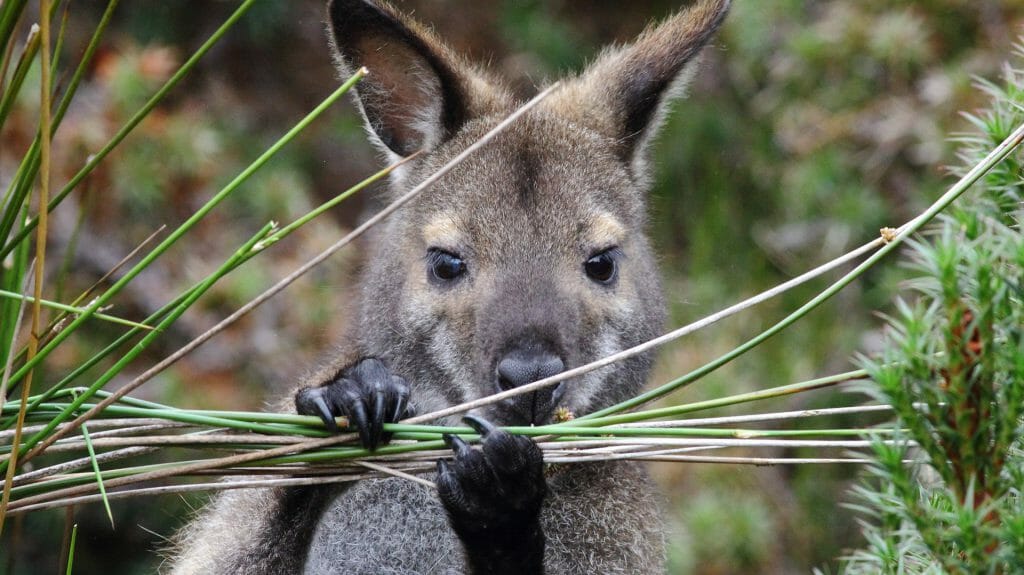 Tasmanian Bennett's wallaby, Cradle Mountain Lake St.Clair National Park, Tasmania, Australia