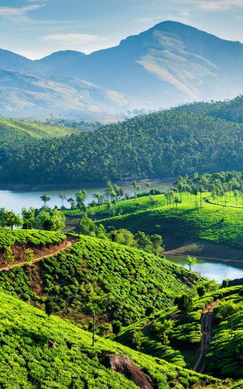 Tea Estates, Munnar, Kerala, India