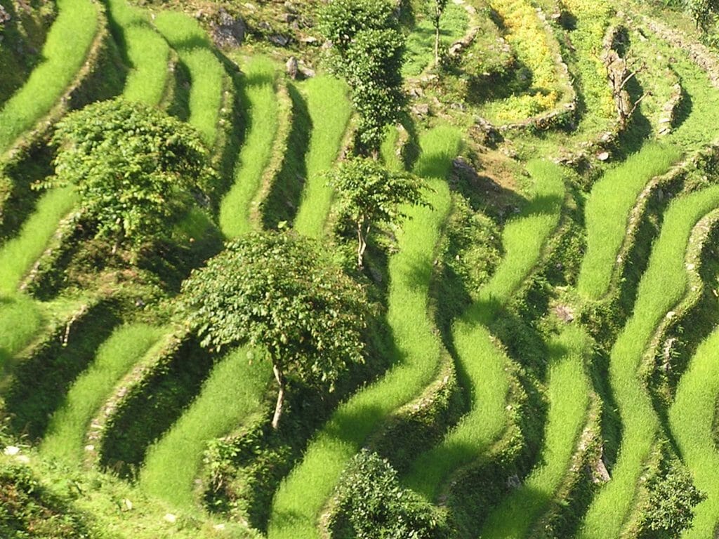 Terraced Fields, Sikkim, India