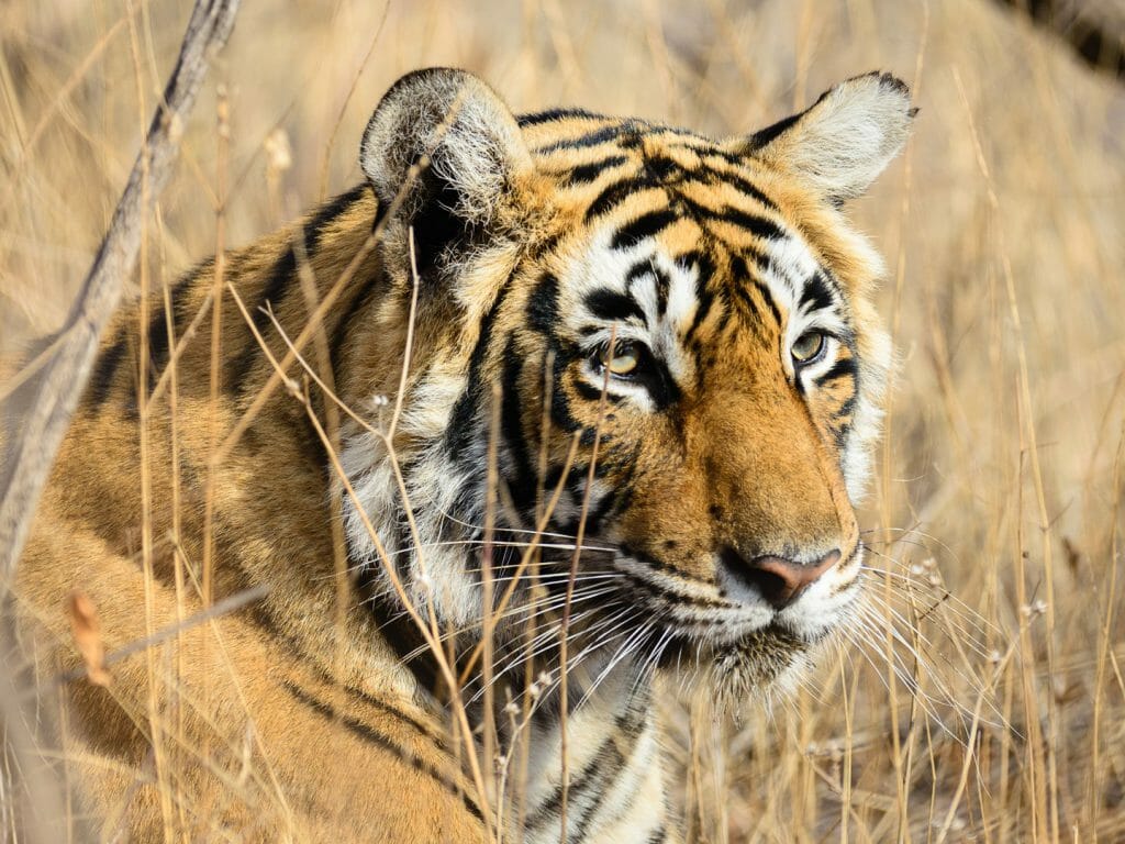 Bengal Tiger, Ranthambore National Park, India