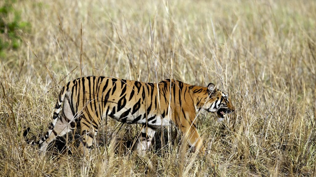 Tiger, Tadoba, India, JK