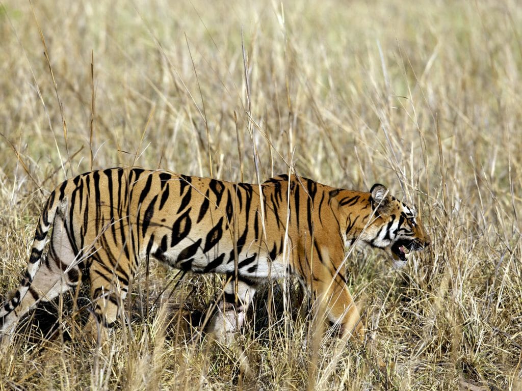 Tiger, Tadoba, India, JK