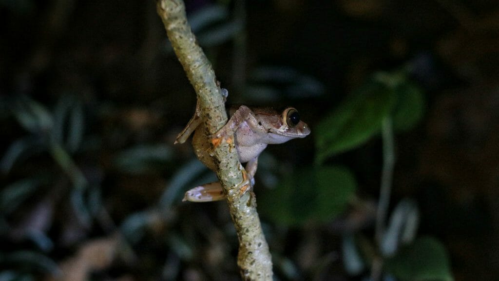 Tree frog, Amber Mountain, Madagascar