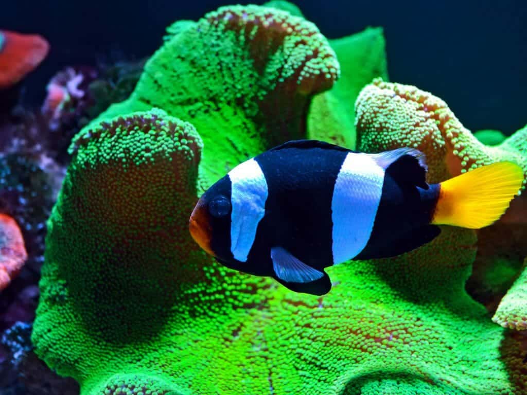 Tropical fish, Kenyan Coast, Kenya